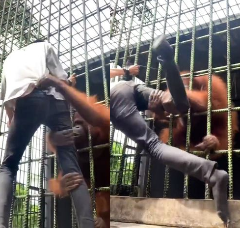 Zookeeper attacked by orangutan in viral video apologises for taunting it
